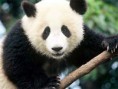 /album/matoneo-/oso-panda-1-jpg/